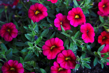 flowers in the garden