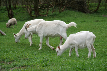 White goats on the meadow