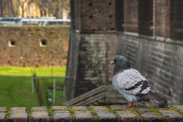 Pigeon standing on an historic medieval contruction called Castello Sforzesco, Milan, Italy

