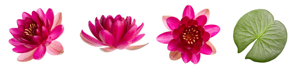 Pink water lily flower isolated on white background. Purple lotus set closeup.