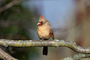 Female Cardinal perched on a branch