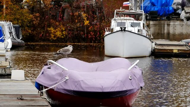 gray gull resting on the motor boat 