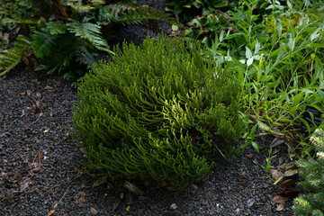 Hebe maori gem, a low neat rounded evergreen shrub which produces small white summer flowers