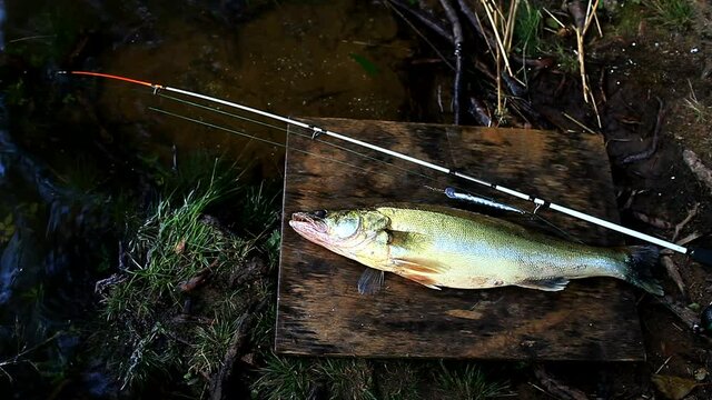 fishing rod and a big fish Zander by the river 