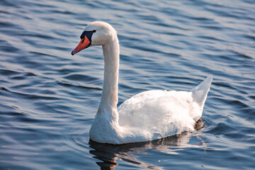 swan on the lake