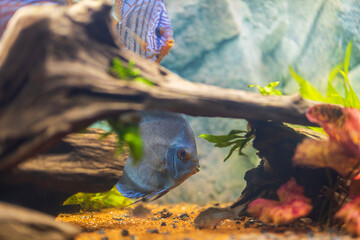 Beautiful view of discus fish swimming in planted aquarium. Tropical fishes. Hobby concept. Sweden.