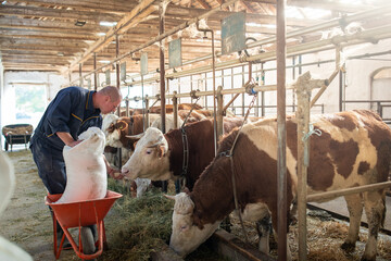 Farmer taking care of cattle in stable