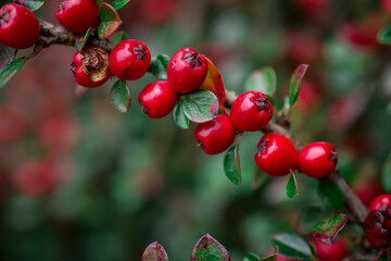 Fototapeta premium A closeup shot of cotoneaster horizontalis plant