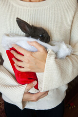 Rabbit in the red hat of Santa Claus in female hands.