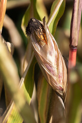 Corn on the cob on the stalk before harvesting. Ripe corn in the field. Golden grain grains in the green-red leaves of the plant.