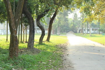 Beautiful Natural tree, road sun photography