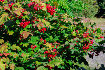evergreen shrub of cranberry, red berries on green bush ready for harvest