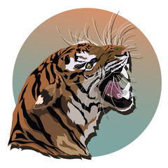 Tiger, color vector illustration