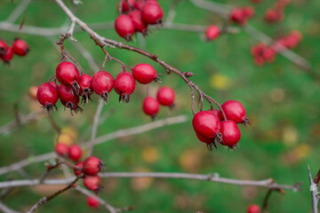 Beautiful photo of ripe rose hips on a green bush