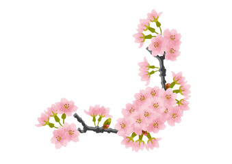 Fototapeta na wymiar 桜の花と蕾のついた枝フレーム