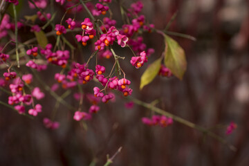 View of celastraceae family on naked branch