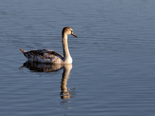 Juvenile Mute swan (Cygnus olor) on water with reflection