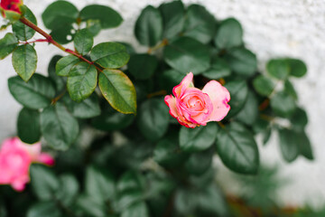 Single Pinkish Red rose with green background and a single branch of leaf. Shallow focus. 