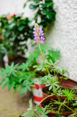 Pink Lupin Flower standing tall in backyard garden with green leaves background. Shallow depth of field with Lupin in Focus.