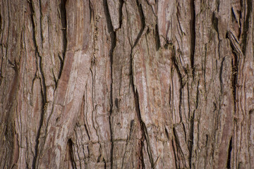 Vintage texture from big tree skin for background