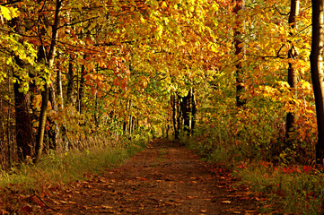 Droga w jesiennym lesie w słoneczny, jesienny dzień.