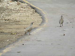 Jerusalem's running path