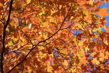 fall foliage in forest