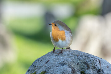 A close up shot of a little Robin posing on a stone.