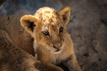 lion cub, baby feline mammal portrait looking straight ahead