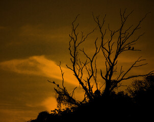 silhouette of a tree at sunset