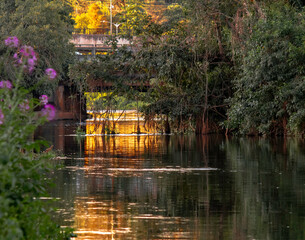 reflections in the water