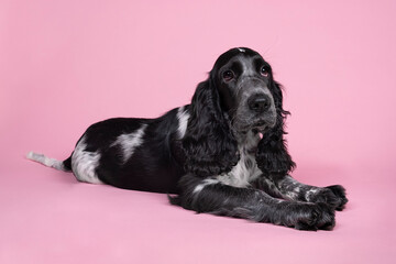 Full body portrait of a cute English cocker spaniel sitting looking at the camera isolated on a...
