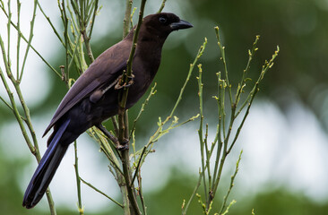 Purplish Jay