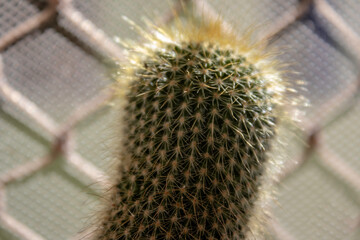 close up of cactus