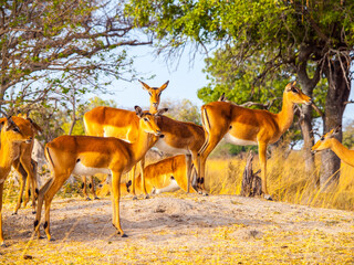 Impala herd in african savanna
