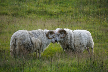 Icelandic sheep battle 