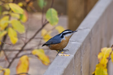 A Red-breasted Nuthatch on a Wooden Railing