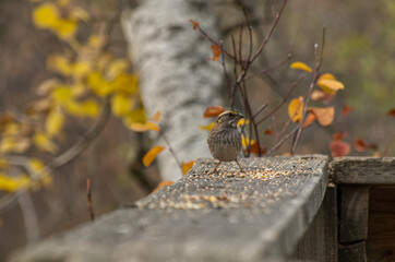 A Young White-throated Sparrow feeding on Bird Seed
