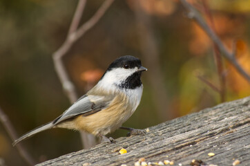 Fototapeta premium A Black-capped Chickadee checking out Bird Seed