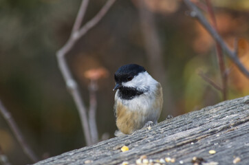 Obraz premium A Black-capped Chickadee checking out Bird Seed
