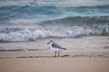Bird on beach in Northern Michigan