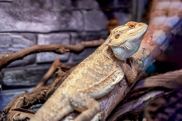 Root Bearded Dragon or Agama lizard reptile on the tree branch in terrarium.