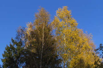 The tops of birch trees with yellow leaves and spruce against the blue sky on a sunny autumn day.