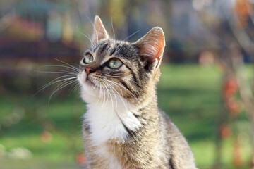 Portrait of a Kitten on a background of blurred nature. Gray little cat with big eyes. Close up of a cat looking to the side. place for text. Pet care. Cute gray kitten. Tabby. Horizontal photo