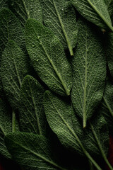 Fresh green sage leaves macro close up shot, selective focus, photo for backgrounds