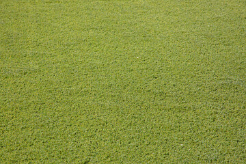 background and texture of floor with artificial grass green color