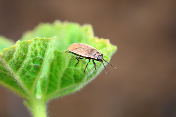 Bugs on green leaves, North China