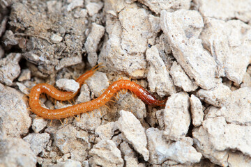 Centipede crawls on the ground, North China