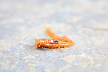 Centipedes crawling on rocks, North China