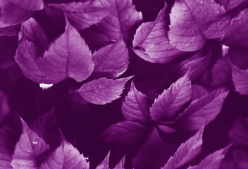 trendy background with leaves in velvet violet color.